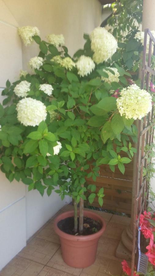 Homestay 11 Debow Nadmorska